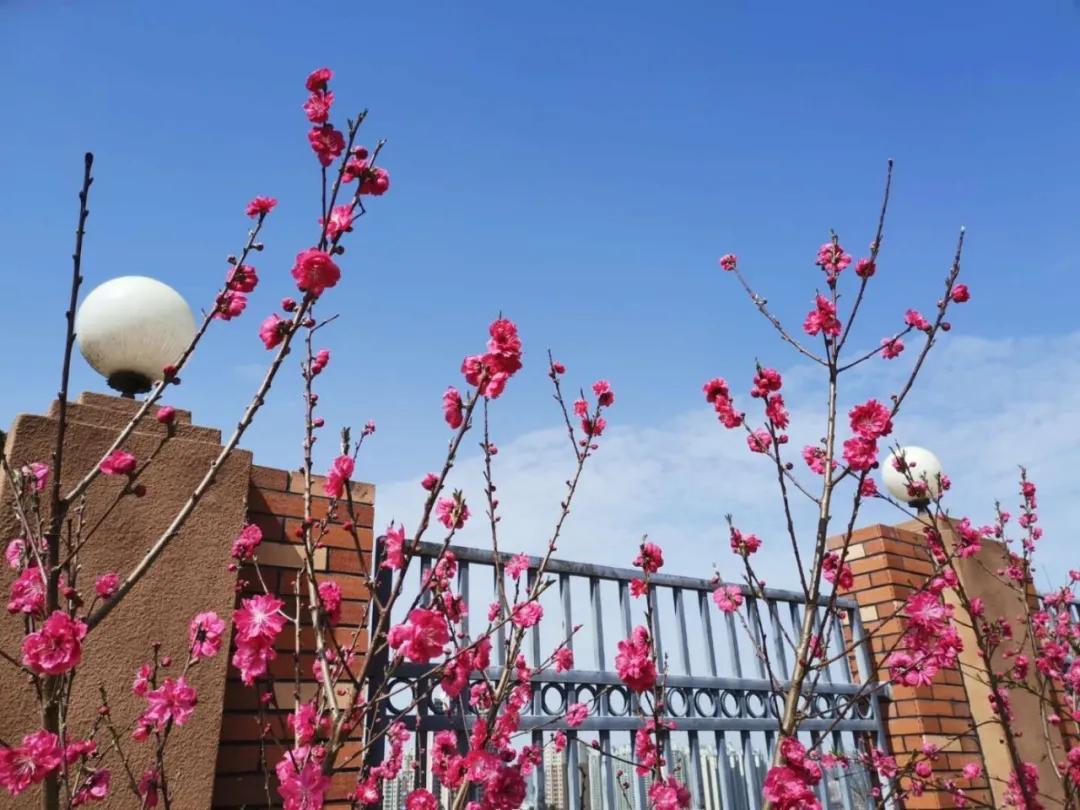 南充清泉小学最新规划概览，校园规划与建设展望