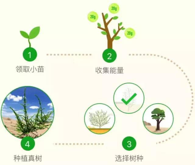 蚂蚁森林最新动态隐藏功能揭秘，科技驱动下的绿色奇迹