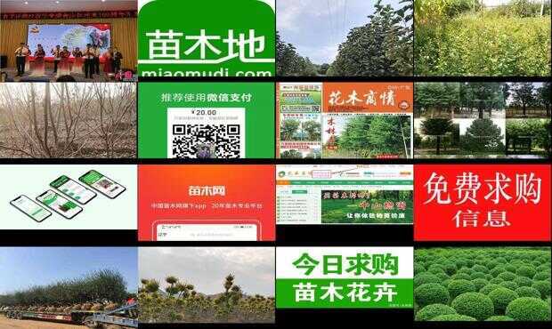 597苗木最新求购信息解析，市场洞察与观点博弈