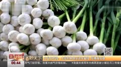 大蒜价格最新行情播报，多元观点分析与市场波动探讨