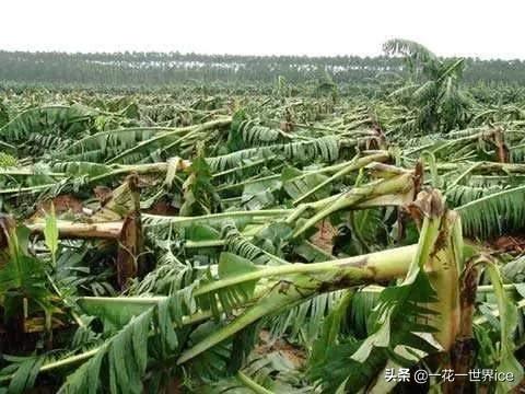 全国香蕉价格最新行情深度解析与介绍