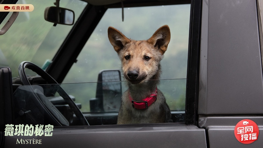 探秘神秘犬舍，寻找黑狼犬的温馨家园，最新出售转让信息全解析