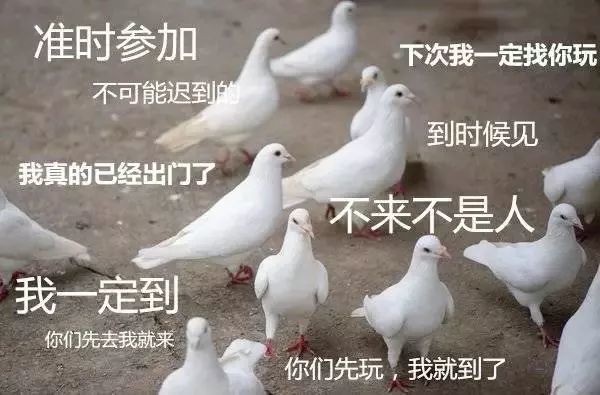 白鸽最新搭档,白鸽新搭档，温馨日常的欢乐时光