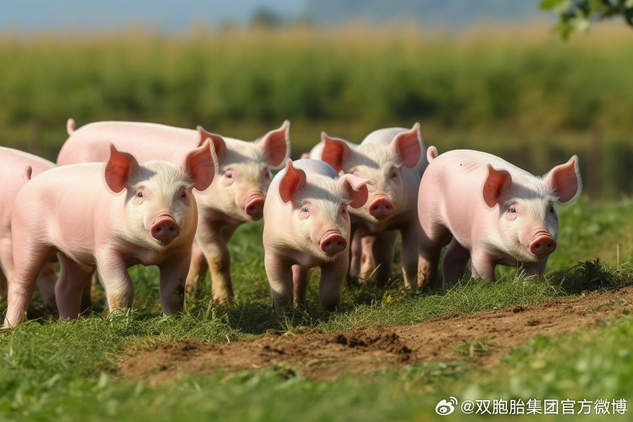 于都最新养猪模式探讨，创新与发展的双刃剑效应分析