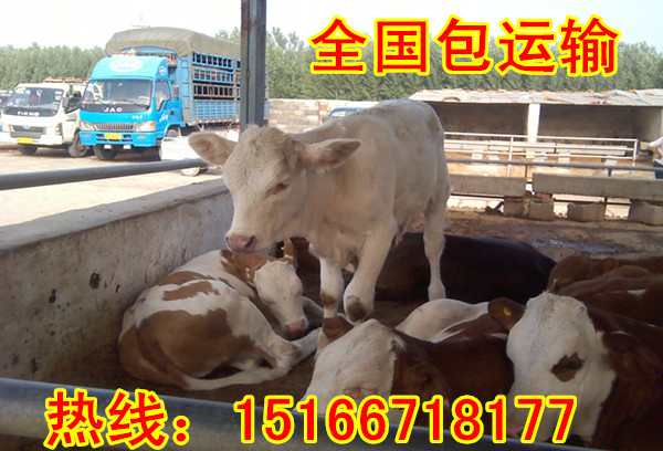辽宁肉牛市场价格动态回顾与探析，市场趋势探析及价格动态分析