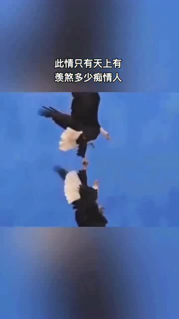 比翼双开最新版下载，背景、历程与影响探究