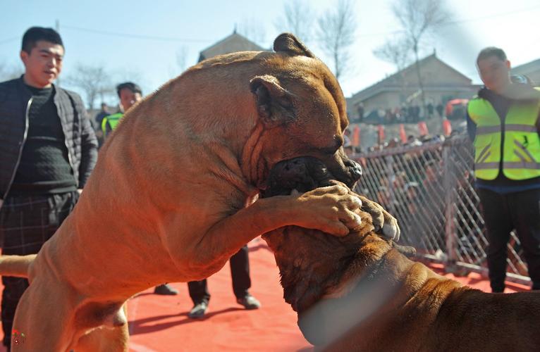 世界顶级斗犬比赛热血瞬间，激动人心的竞技视频