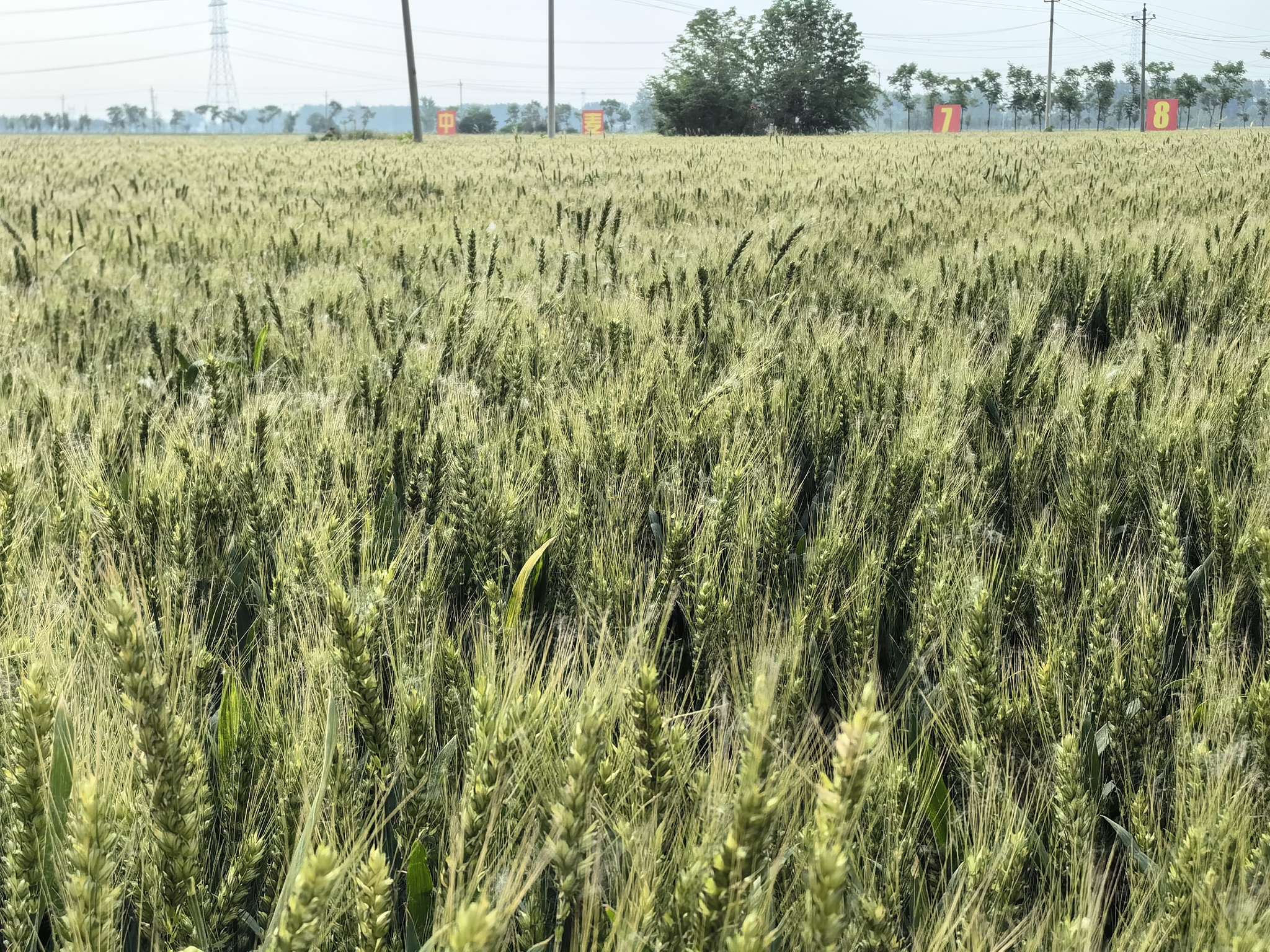 麦子种植与迁徙技能全攻略，种完麦子就启程南行之旅