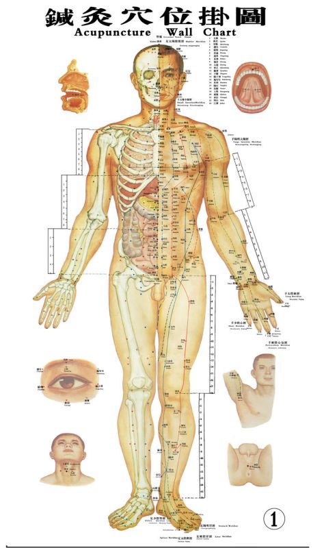 时代背景下的医学瑰宝，最新国家标准针灸穴位挂图