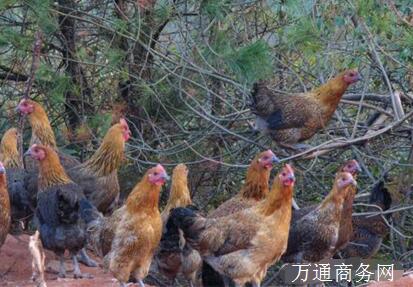 皖南麻鸡最新行情与小巷深处的味觉盛宴介绍