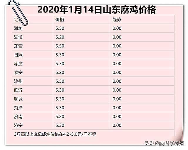 山东麻鸡价格行情详解及获取最新分析与预测的方法